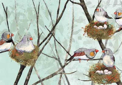 Infographic showing genetic and social monogamy in birds